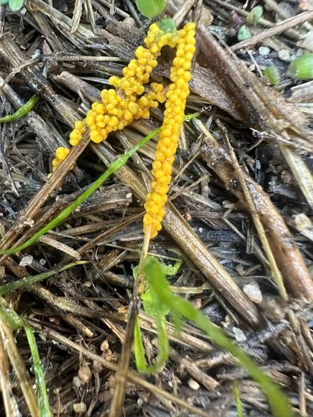 backyard chicken run Aimee 1 slime.jpg